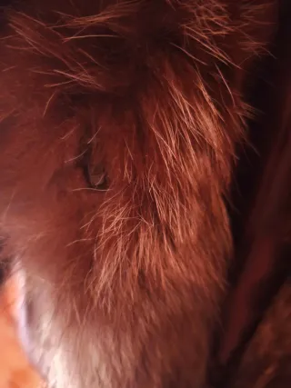 Abrigo Piel Marmota Marrón