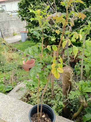 Planta Bignonia Trepadora Naranja