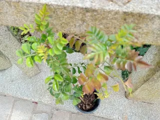 Planta Bignonia Trepadora Naranja