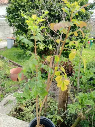 Planta Bignonia Trepadora Naranja