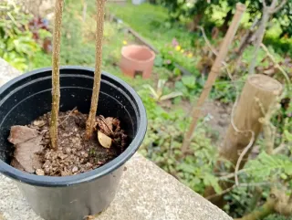 Planta Bignonia Trepadora Naranja