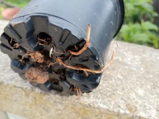 Planta Bignonia Trepadora Naranja