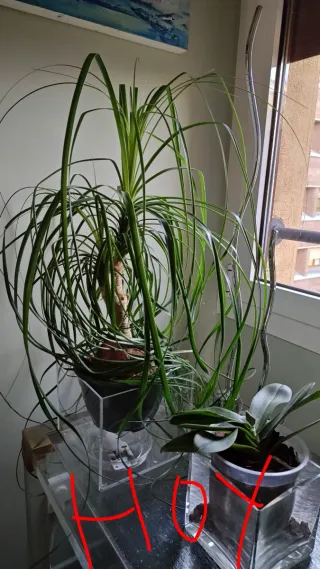 60 cm Beaucarnea Recurvata planta grande