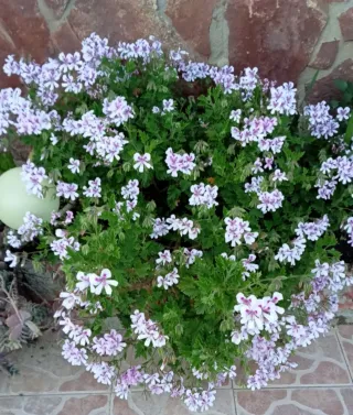 Planta de Citronela