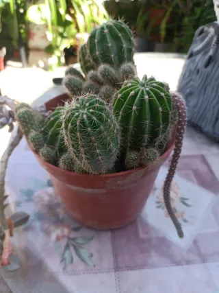 Cactus y Crasa en Maceta