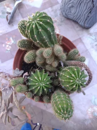 Cactus y Crasa en Maceta