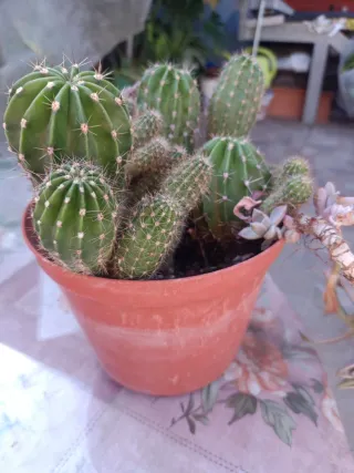 Cactus y Crasa en Maceta