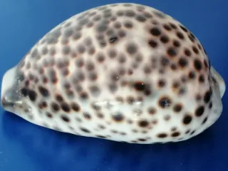 Cypraea Tigris concha marina