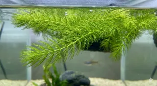 Cola de zorro planta acuario