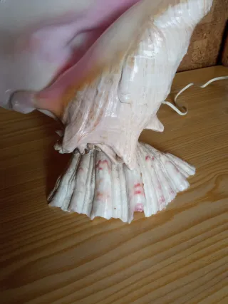 Lámpara Caracola Marina