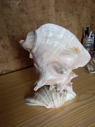 Lámpara Caracola Marina