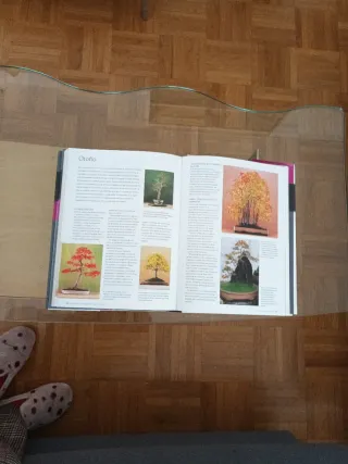 Bonsái¡ GUÍA PRÁCTICA COMPLETA