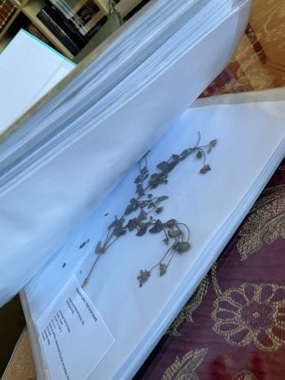 Herbario flora y vegetación