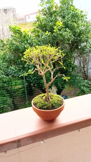 Mini bonsai Serissa