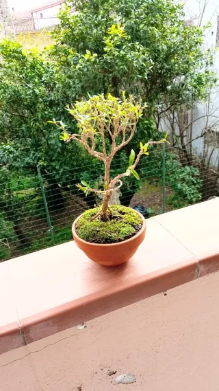 Mini bonsai Serissa