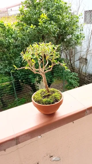 Mini bonsai Serissa