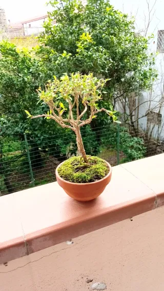 Mini bonsai Serissa