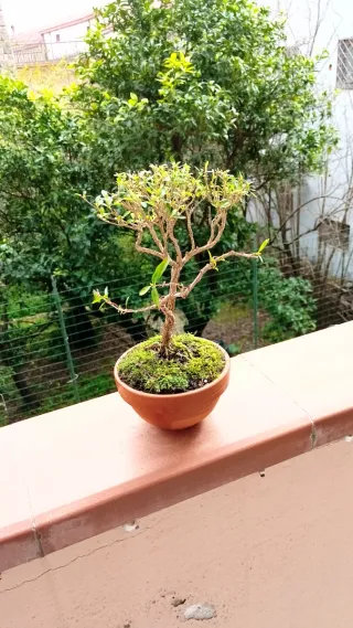 Mini bonsai Serissa