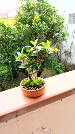 Bonsai Ligustro Japonica