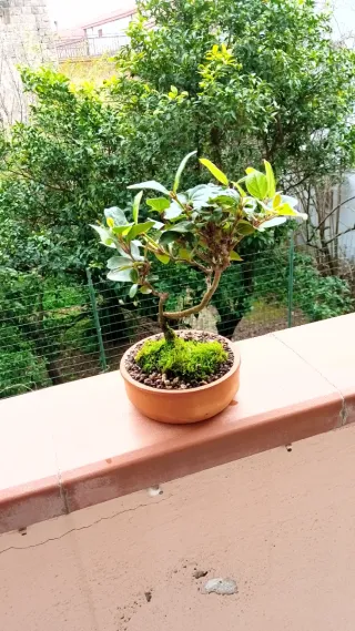 Bonsai Ligustro Japonica