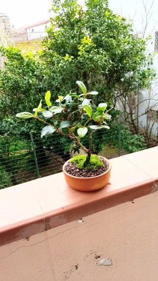 Bonsai Ligustro Japonica