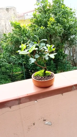 Bonsai Ligustro Japonica
