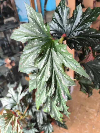 Begonia Ala de Murciélago