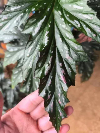 Begonia Ala de Murciélago