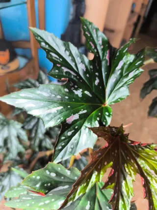 Begonia Ala de Murciélago
