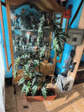 Begonia Ala de Murciélago