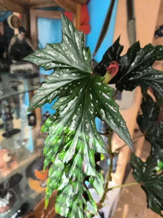 Begonia Ala de Murciélago