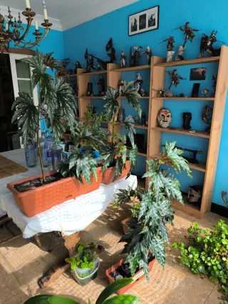 Begonia Ala de Murciélago