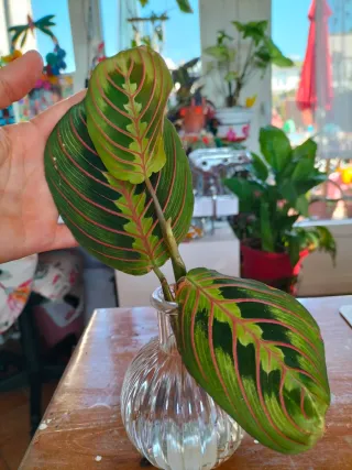 Pianta Calathea Lemon