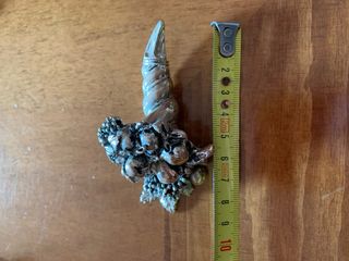 Cornucopia piccola abbondanza