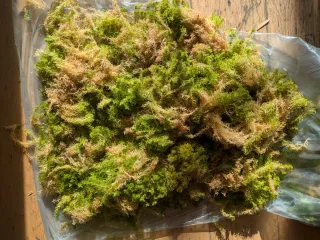 Living sphagnum moss - 5l