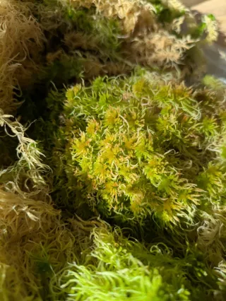 Living sphagnum moss - 5l