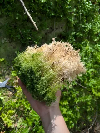 Mugo sphagnum vivo - sfagno vivo