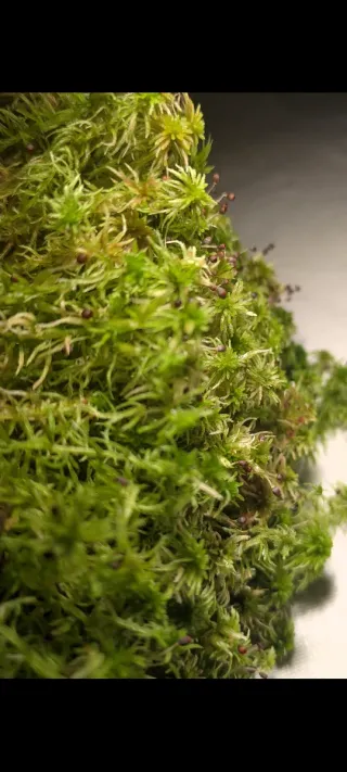 Mugo sphagnum vivo - sfagno vivo