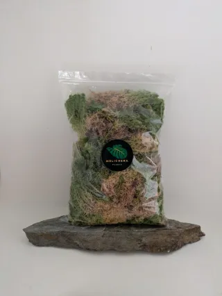 Mugo sphagnum vivo - sfagno vivo