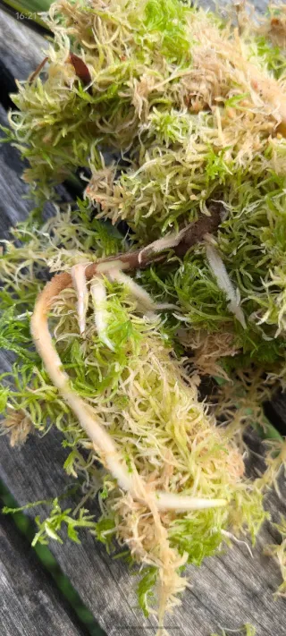 Mugo sphagnum vivo - sfagno vivo