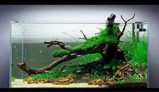 Mantenimiento y limpieza de acuarios