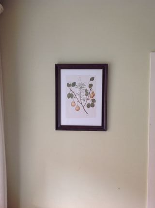 Set 5 Cuadros Botánicos IKEA