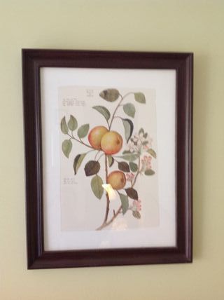 Set 5 Cuadros Botánicos IKEA