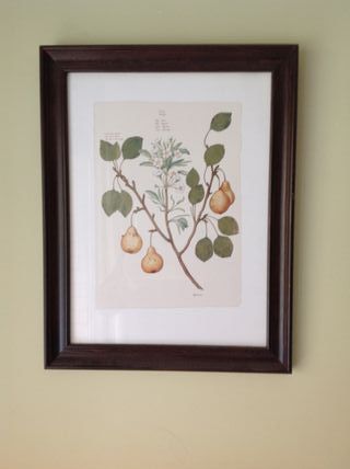 Set 5 Cuadros Botánicos IKEA