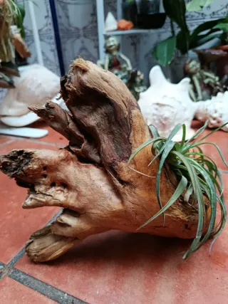 Planta de aire natural en madera