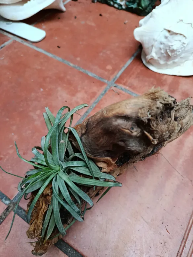 Planta de aire natural en madera