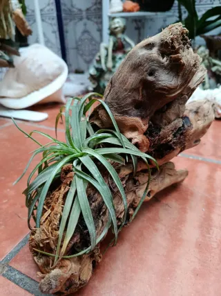 Planta de aire natural en madera