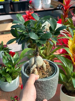 Planta de ficus tipo Bonsai