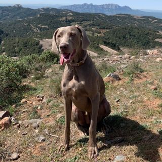 Paseadora de perros en el centro de Barcelona