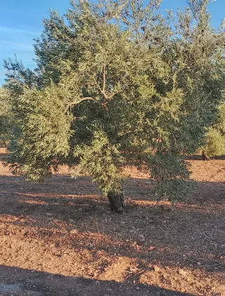 Finca Rustica entre Aguaduce y Osuna .